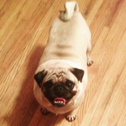 12642436_817403585293_8591216937801872051_n